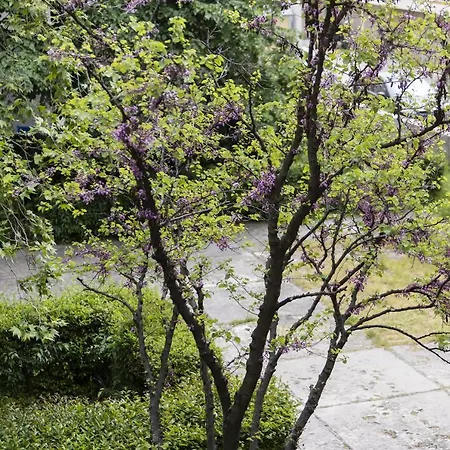 Apartament Alan *